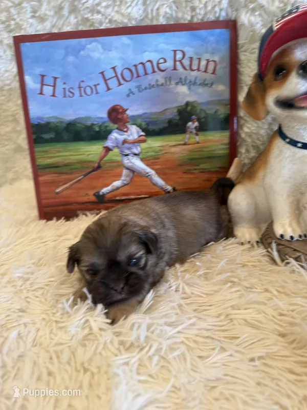 Adriana – Shih Tzu puppy for sale in Success, MO