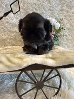 Oakley, a male Shih Tzu for sale in Success, MO – 4 of 10