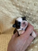 Hazel, a female Shih Tzu for sale in Success, MO – Photo 2 of 7