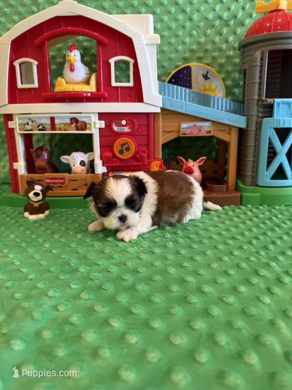 Hazel – Shih Tzu puppy for sale in Success, MO