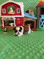Hazel, a female Shih Tzu for sale in Success, MO – 8 of 10