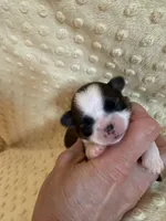 Hazel, a female Shih Tzu for sale in Success, MO – Photo 3 of 7