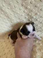 Hazel, a female Shih Tzu for sale in Success, MO – Photo 5 of 7