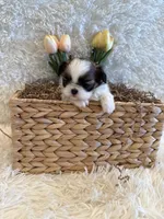 Hazel, a female Shih Tzu for sale in Success, MO – 7 of 10