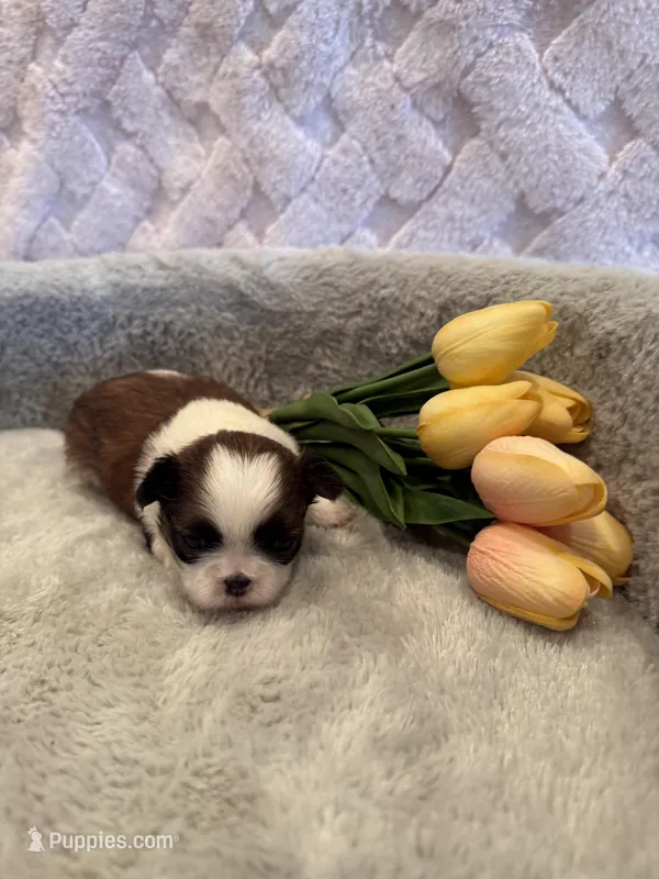 Hazel – Shih Tzu puppy for sale in Success, MO