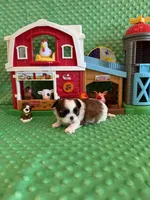 Hazel, a female Shih Tzu for sale in Success, MO – 10 of 10