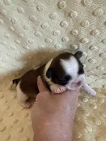 Hazel, a female Shih Tzu for sale in Success, MO – Photo 4 of 7