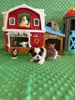 Hazel, a female Shih Tzu for sale in Success, MO – 9 of 10