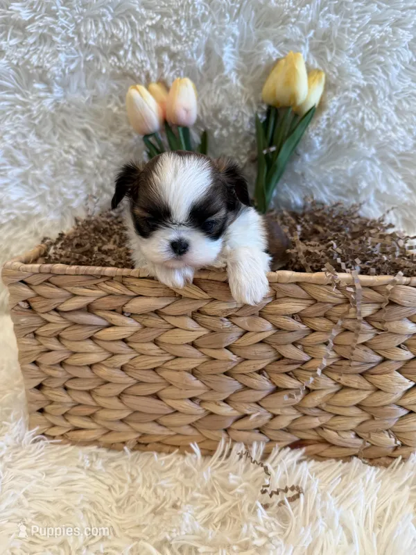 Hazel – Shih Tzu puppy for sale in Success, MO