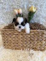 Hazel, a female Shih Tzu for sale in Success, MO – 6 of 10