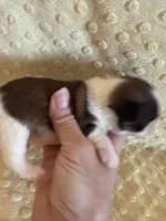 Hazel, a female Shih Tzu for sale in Success, MO – Photo 6 of 7