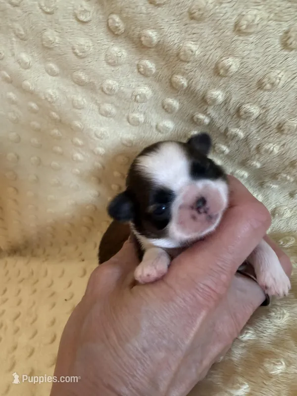 Hazel – Shih Tzu puppy for sale in Success, MO