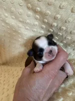 Hazel, a female Shih Tzu for sale in Success, MO – Photo 1 of 7