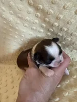 Hazel, a female Shih Tzu for sale in Success, MO – Photo 7 of 7