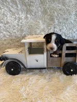 Hannah , a female Bernese Mountain Dog for sale in Success, MO – 9 of 10