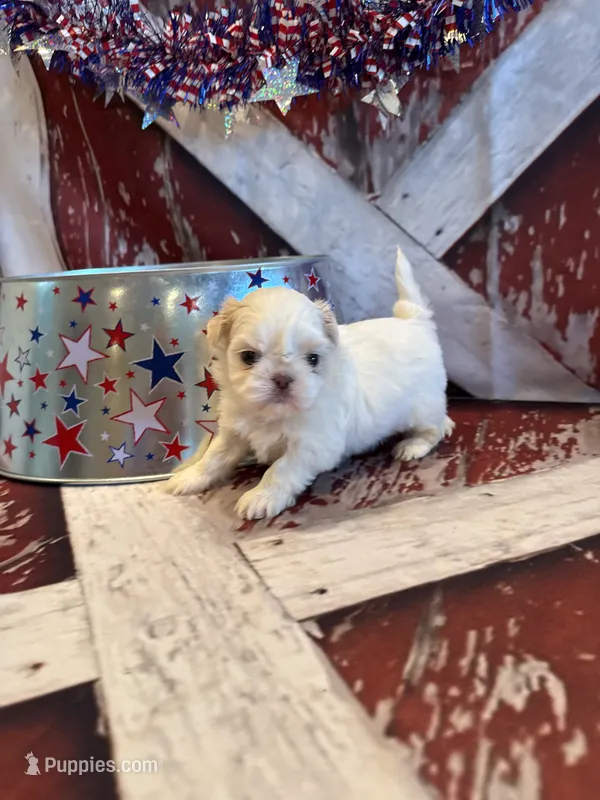 Percy – Shih Tzu puppy for sale in Success, MO