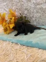 Andrea, a female Shih Tzu for sale in Success, MO – 3 of 5