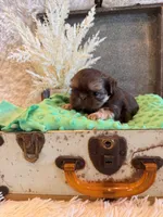 Greene , a male Shih Tzu for sale in Success, MO – 7 of 10