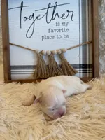 Percy, a female Shih Tzu for sale in Success, MO – 7 of 7