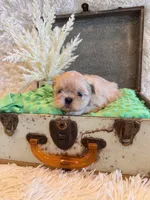 Reed, a male Shih Tzu for sale in Success, MO – 8 of 10