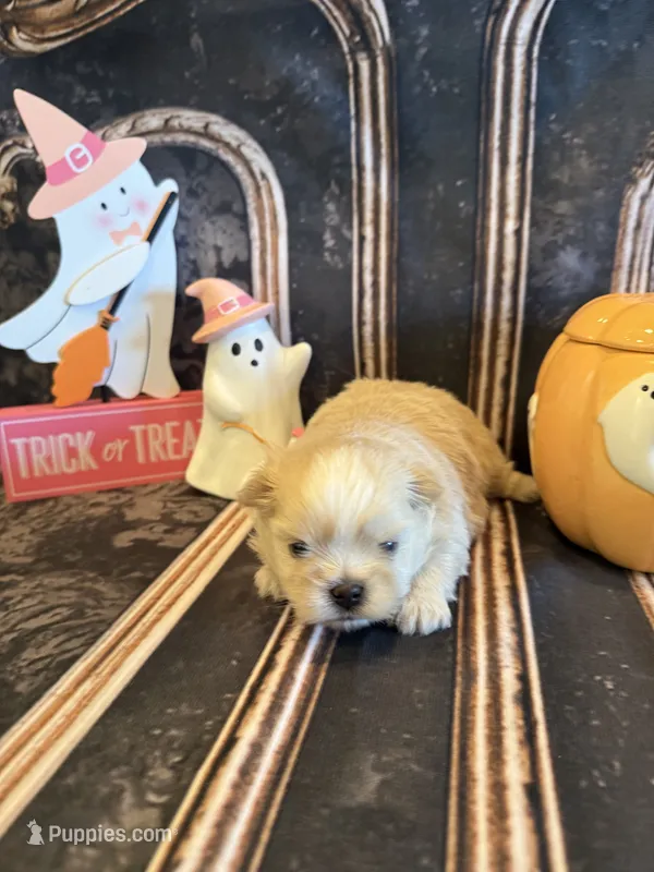 Jack  – Pomeranian, Shih Tzu puppy for sale in Success, MO