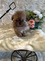 Sparrow, a male Shih Tzu for sale in Success, MO – 5 of 10