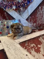 Elise , a female Shih Tzu for sale in Success, MO – 7 of 10