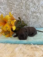 Cal, a male Shih Tzu for sale in Success, MO – 4 of 6