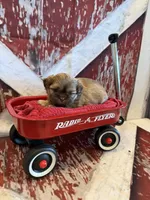 Adriana, a female Shih Tzu for sale in Success, MO – 7 of 10