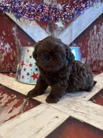 Kayce, a male Shih Tzu for sale in Success, MO – 3 of 10