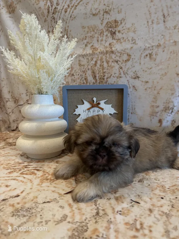 Adriana – Shih Tzu puppy for sale in Success, MO
