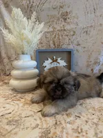 Adriana, a female Shih Tzu for sale in Success, MO – 1 of 10