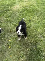 Dean, a male Bernese Mountain Dog for sale in Success, MO – 7 of 10