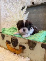 Sailor , a male Shih Tzu for sale in Success, MO – 6 of 10