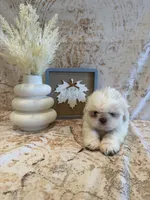 Sam, a male Shih Tzu for sale in Success, MO – 2 of 10