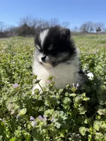 Willow, a female Pomeranian for sale in Success, MO – Photo 5 of 8