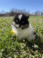 Willow, a female Pomeranian for sale in Success, MO – Photo 4 of 8