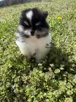 Willow, a female Pomeranian for sale in Success, MO – Photo 7 of 8