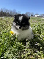 Willow, a female Pomeranian for sale in Success, MO – Photo 2 of 8