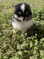 Willow, a female Pomeranian for sale in Success, MO – Photo 8 of 8