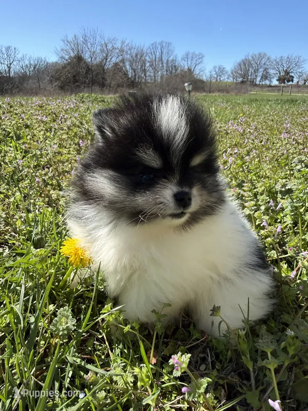 Willow, a female Pomeranian for sale in Success, MO – Photo 1 of 8