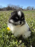 Willow, a female Pomeranian for sale in Success, MO – Photo 1 of 8