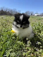Willow, a female Pomeranian for sale in Success, MO – Photo 6 of 8