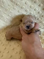 Reed, a male Shih Tzu for sale in Success, MO – Photo 2 of 6