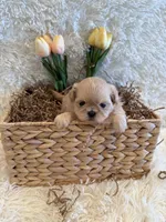 Reed, a male Shih Tzu for sale in Success, MO – 9 of 10