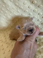 Reed, a male Shih Tzu for sale in Success, MO – Photo 4 of 6