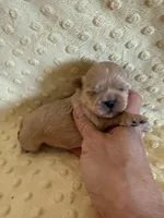 Reed, a male Shih Tzu for sale in Success, MO – Photo 3 of 6