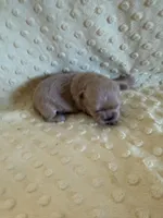 Reed, a male Shih Tzu for sale in Success, MO – Photo 5 of 6