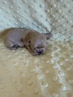 Reed, a male Shih Tzu for sale in Success, MO – Photo 6 of 6