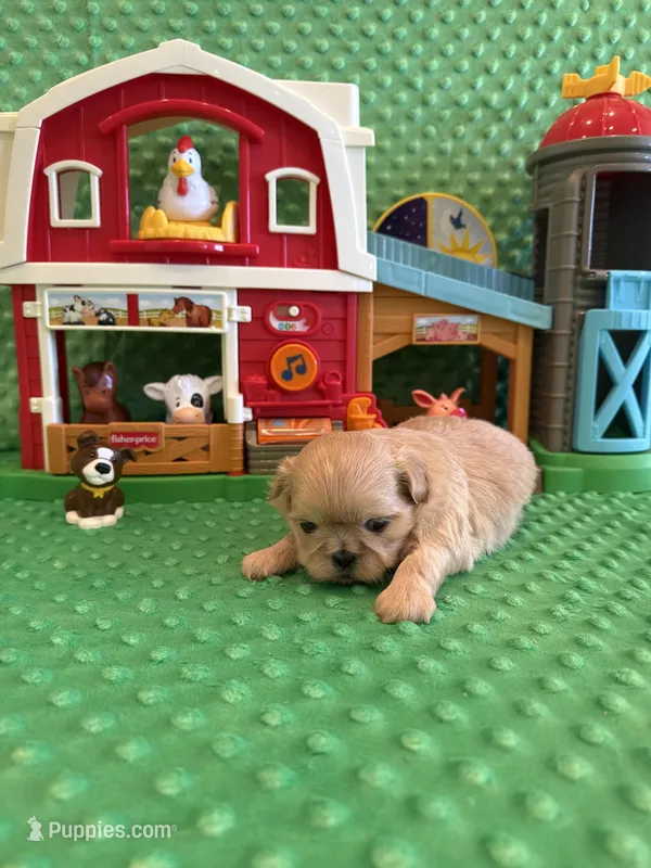 Reed – Shih Tzu puppy for sale in Success, MO